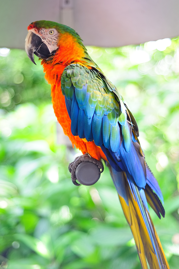 Parrot