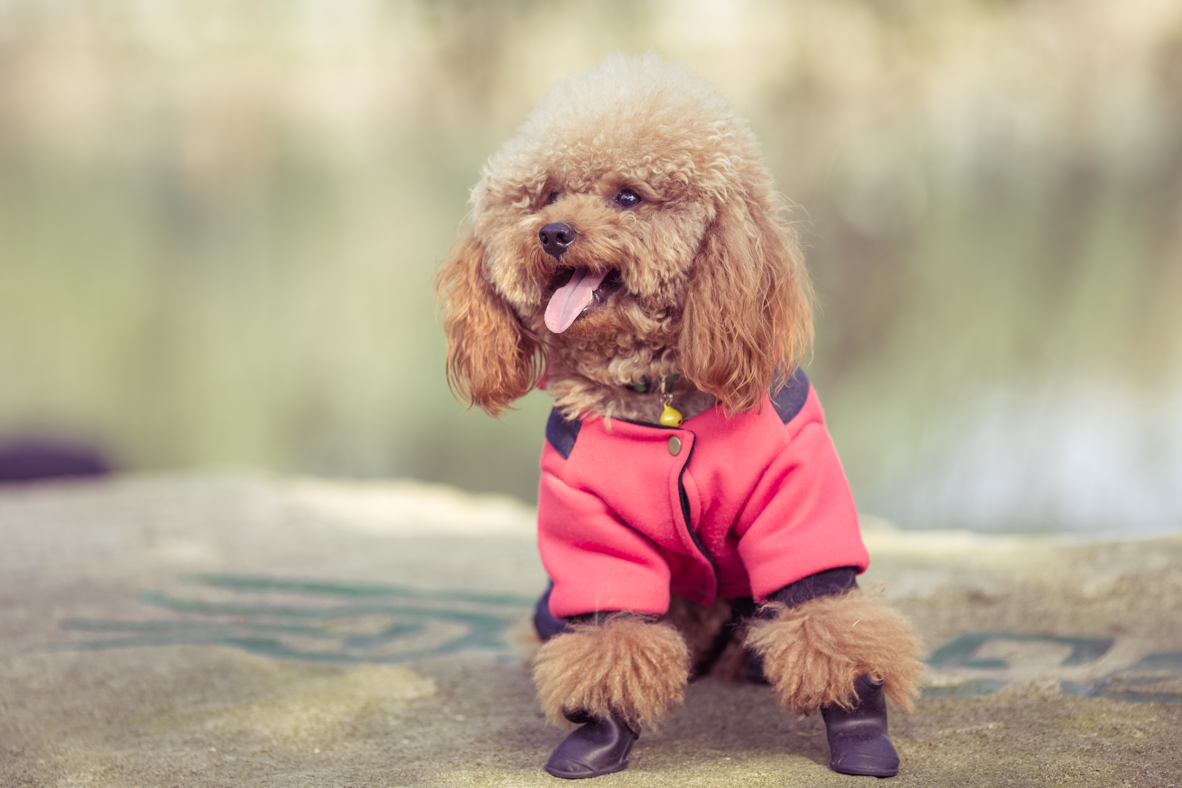  poodle