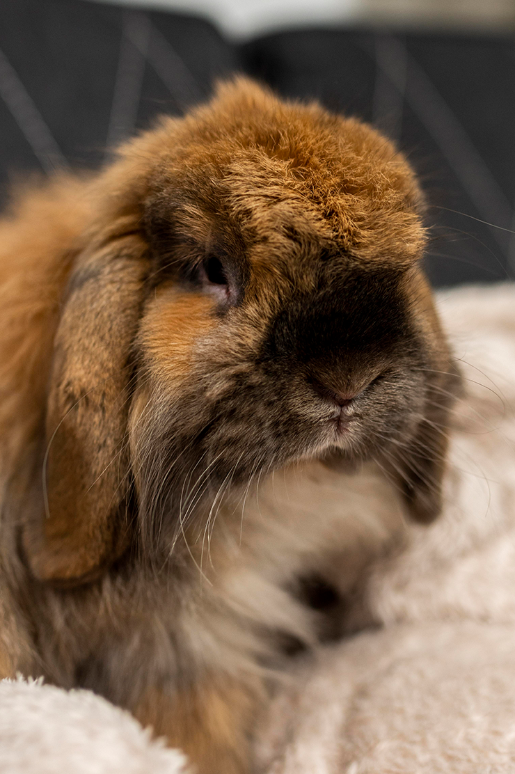 Mini Lop Rabbit