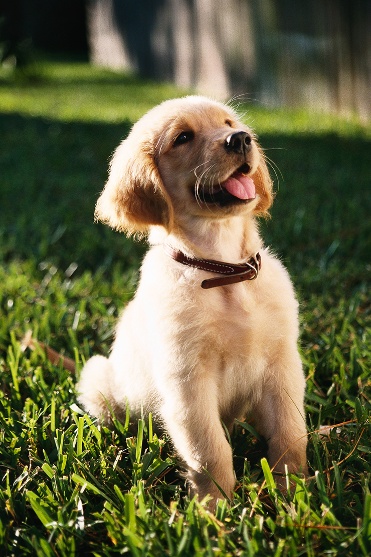 Golden Retriever